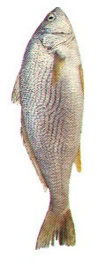 Frozen Croaker