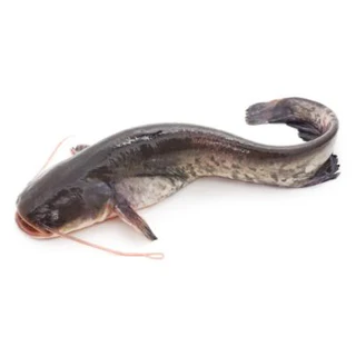 Catfish